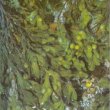 Fucus vesiculosus - Фукус пузырчатый 